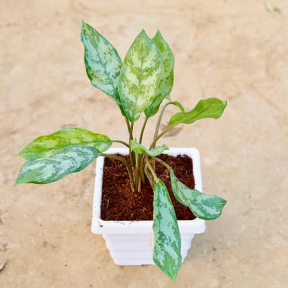 Buy Aglaonema Silver King in 6 Inch White Marble Premium Orchid Square Plastic Pot Online | Urvann.com