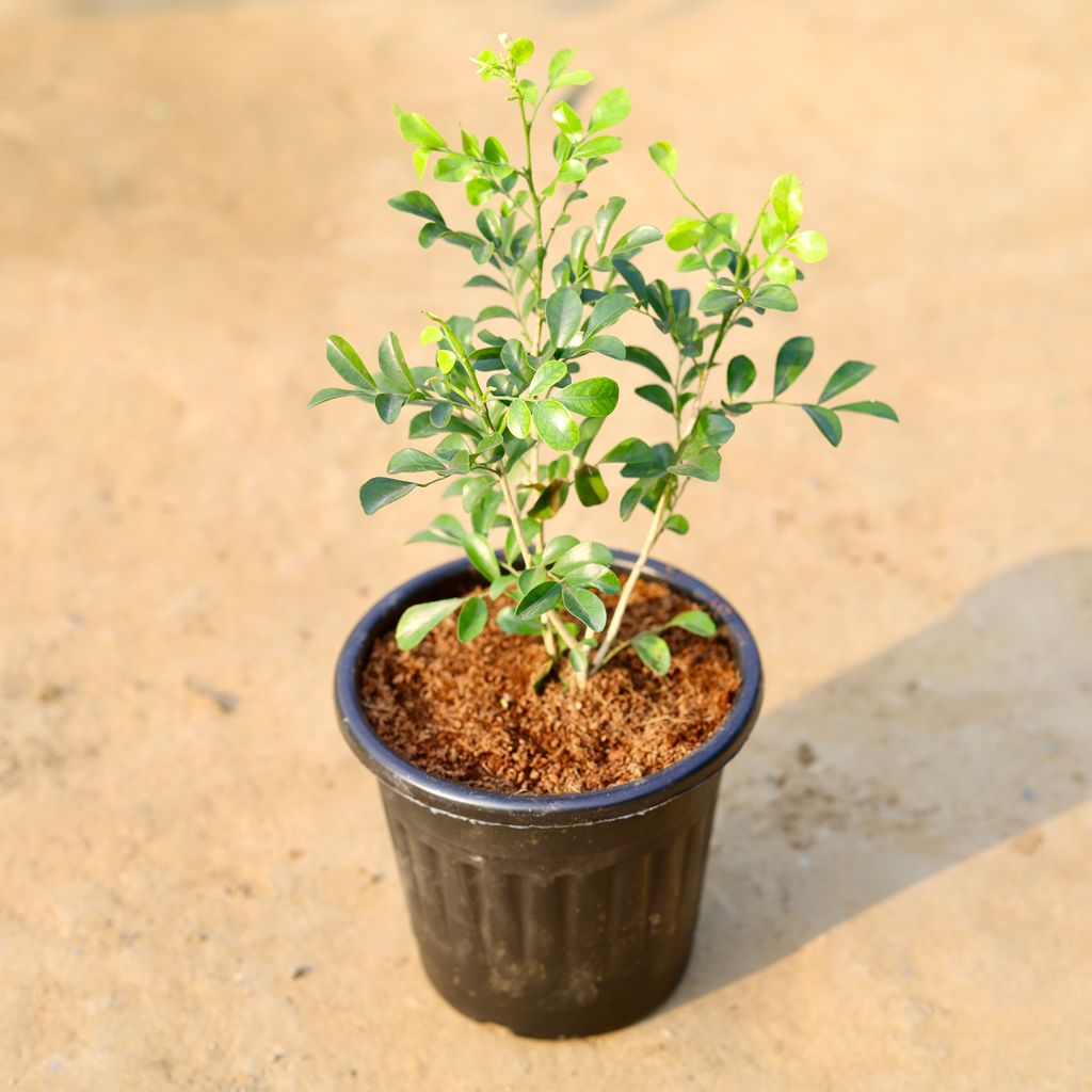 Buy Madhu Kamini (any colour) in 6 Inch Black Super Nursery Pot Online | Urvann.com Madhu Kamini Bushy (any colour) in 6 Inch Black Super Nursery Pot