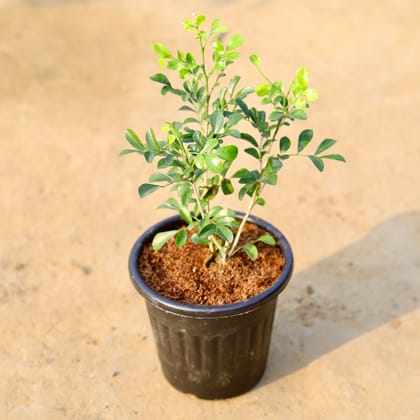 Buy Madhu Kamini (any colour) in 6 Inch Black Super Nursery Pot Online | Urvann.com