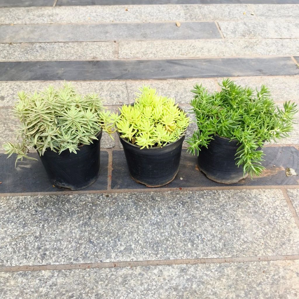 Buy Set of 3 - Sedum Succulent (White, Yellow & Green) in 4 Inch Nursery Pot in 5 Inch Nursery Bag Online | Urvann.com Set of 3 - Sedum Succulent (White, Yellow & Green) in 4 Inch Nursery Pot