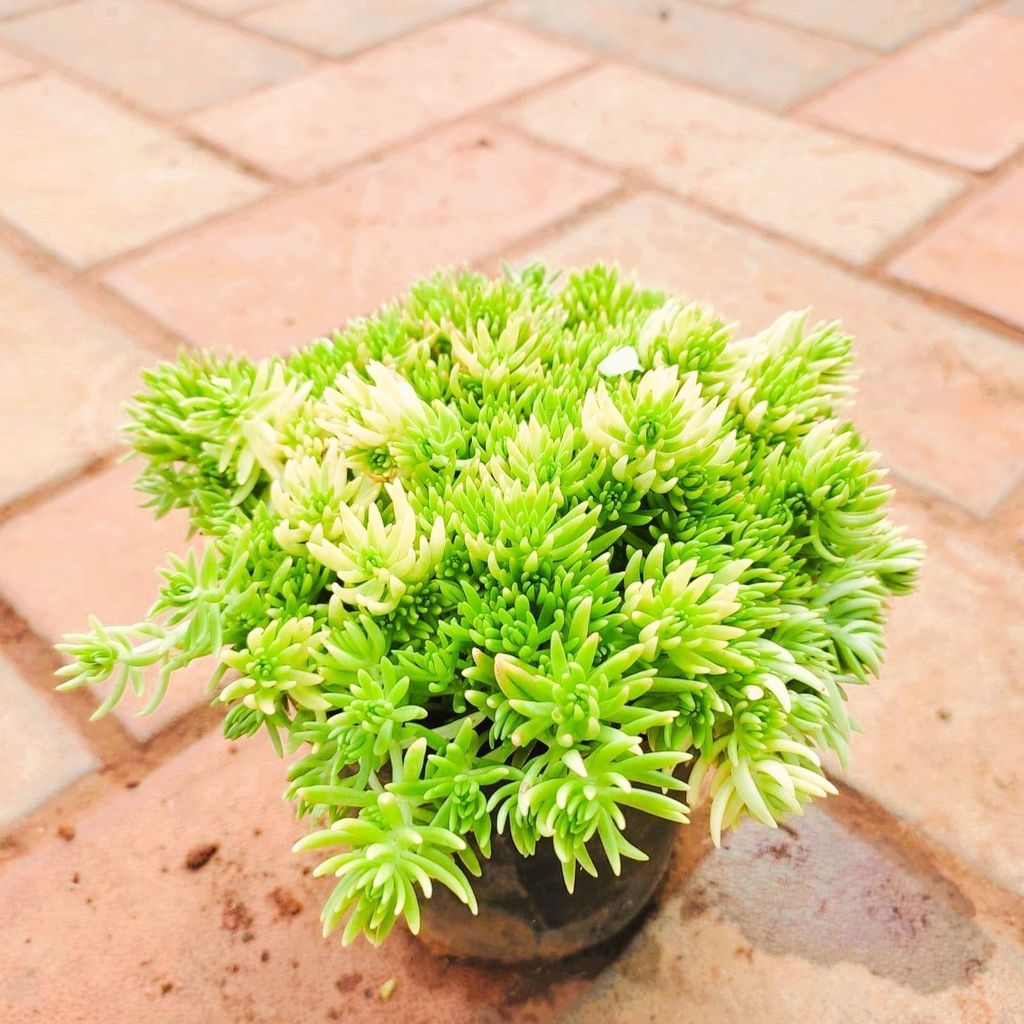 Sedum Lineare Succulent in 4 Inch Nursery Pot Sedum Lineare Succulent in 4 Inch Nursery Pot