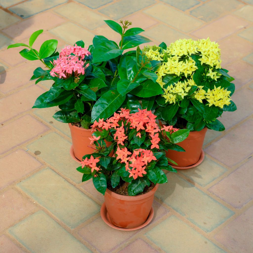 Buy Set Of 3 - Chinese Ixora (Pink & Yellow) in 5 Inch Red Nursery Pot With Tray Online | Urvann.com Set Of 3 - Chinese Ixora (Pink & Yellow) in 5 Inch Red Nursery Pot With Tray