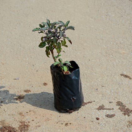 Buy Shyama Tulsi in 4 Inch Nursery Bag Online | Urvann.com