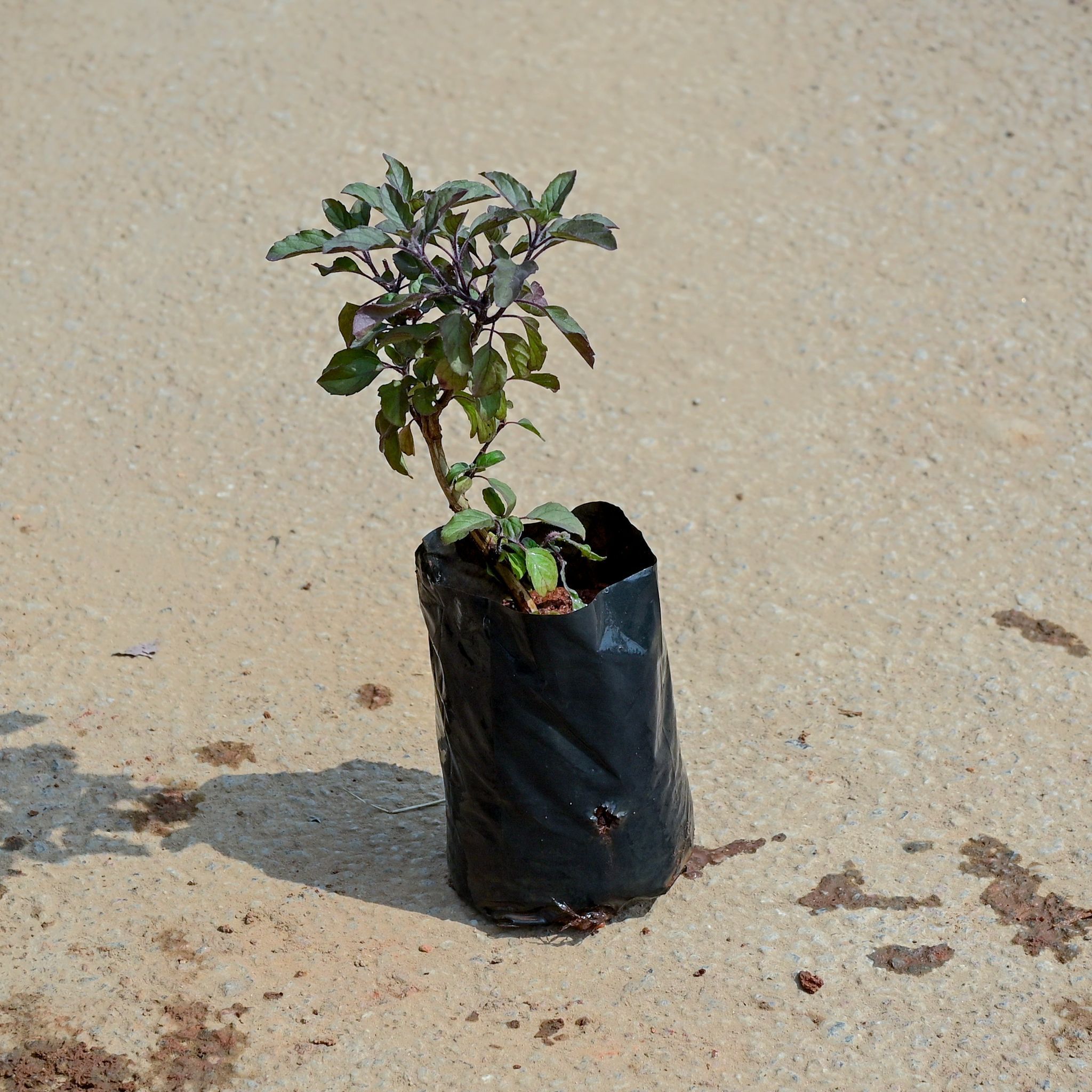 Shyama Tulsi in 4 Inch Nursery Bag