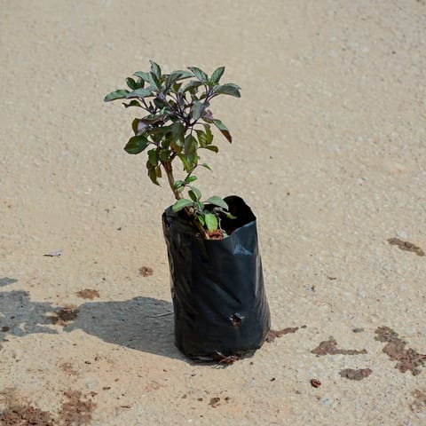 Shyama Tulsi in 4 Inch Nursery Bag