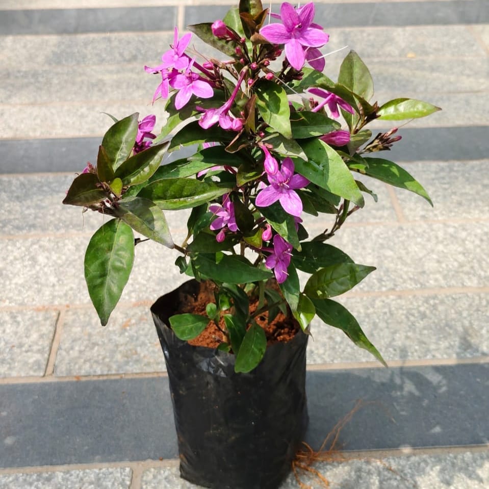 Pseuderanthemum / Purple Bush Flower in 4 Inch Nursery Bag