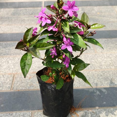 Pseuderanthemum / Purple Bush Flower in 4 Inch Nursery Bag