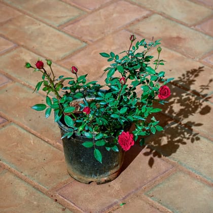 Buy Rose Desi Red in 6 Inch Nursery Pot Online | Urvann.com