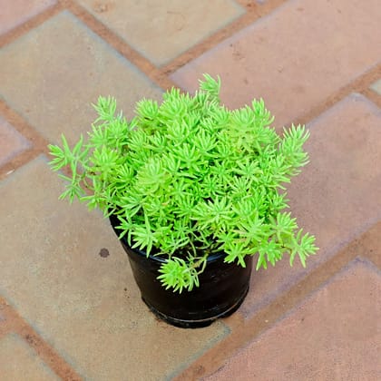 Buy Sedum Lemon Coral in 4 Inch Nursery Pot Online | Urvann.com