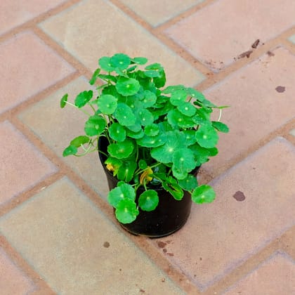 Buy Brahmi Dollar / Pennywort in 4 Inch Nursery Pot Online | Urvann.com