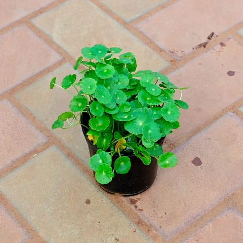 Brahmi Dollar / Pennywort in 4 Inch Nursery Pot