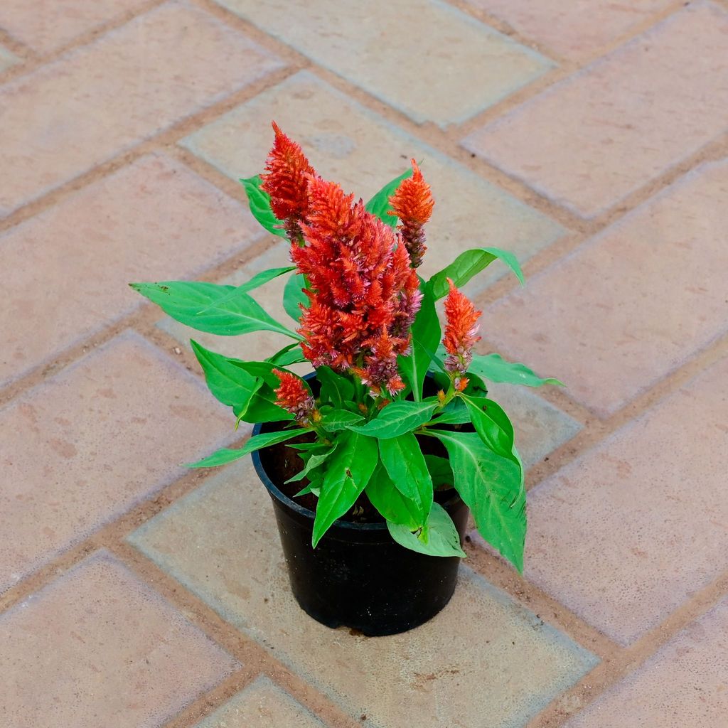 Buy Cockscomb (Any Colour) in 4 Inch Nursery Pot Online | Urvann.com Cockscomb (Any Colour) in 4 Inch Nursery Pot