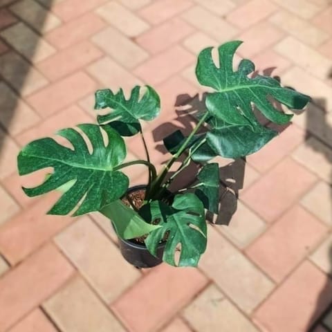 Monstera Deliciosa in 6 Inch Nursery Pot