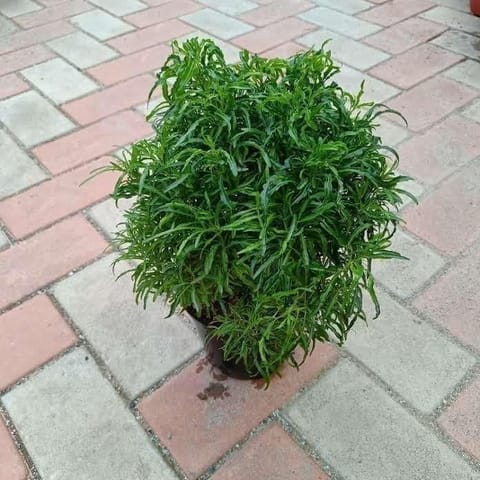 Chironji Croton Mini green in 6 Inch Nursery Pot