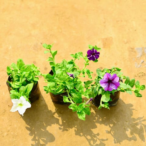 Set of 3 - Petunia (Any Colour) in 3 Inch Nursery Bag