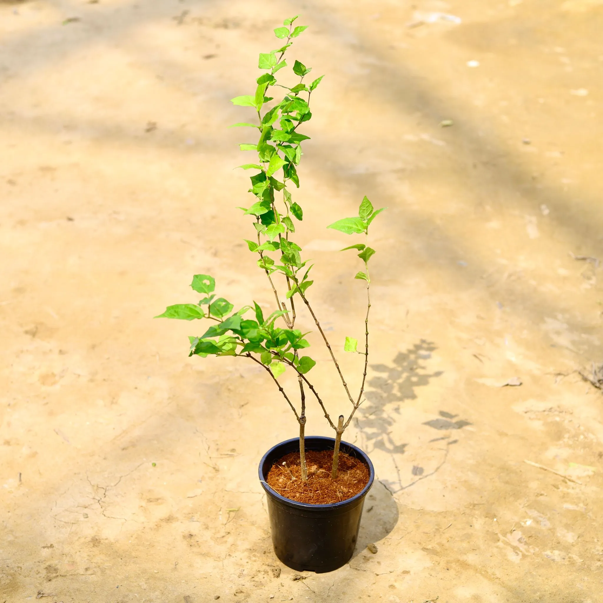 Neelkanth in 5 Inch Nursery Pot