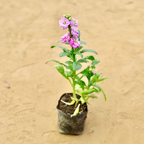 Stock (any colour) in 3 Inch Nursery Bag