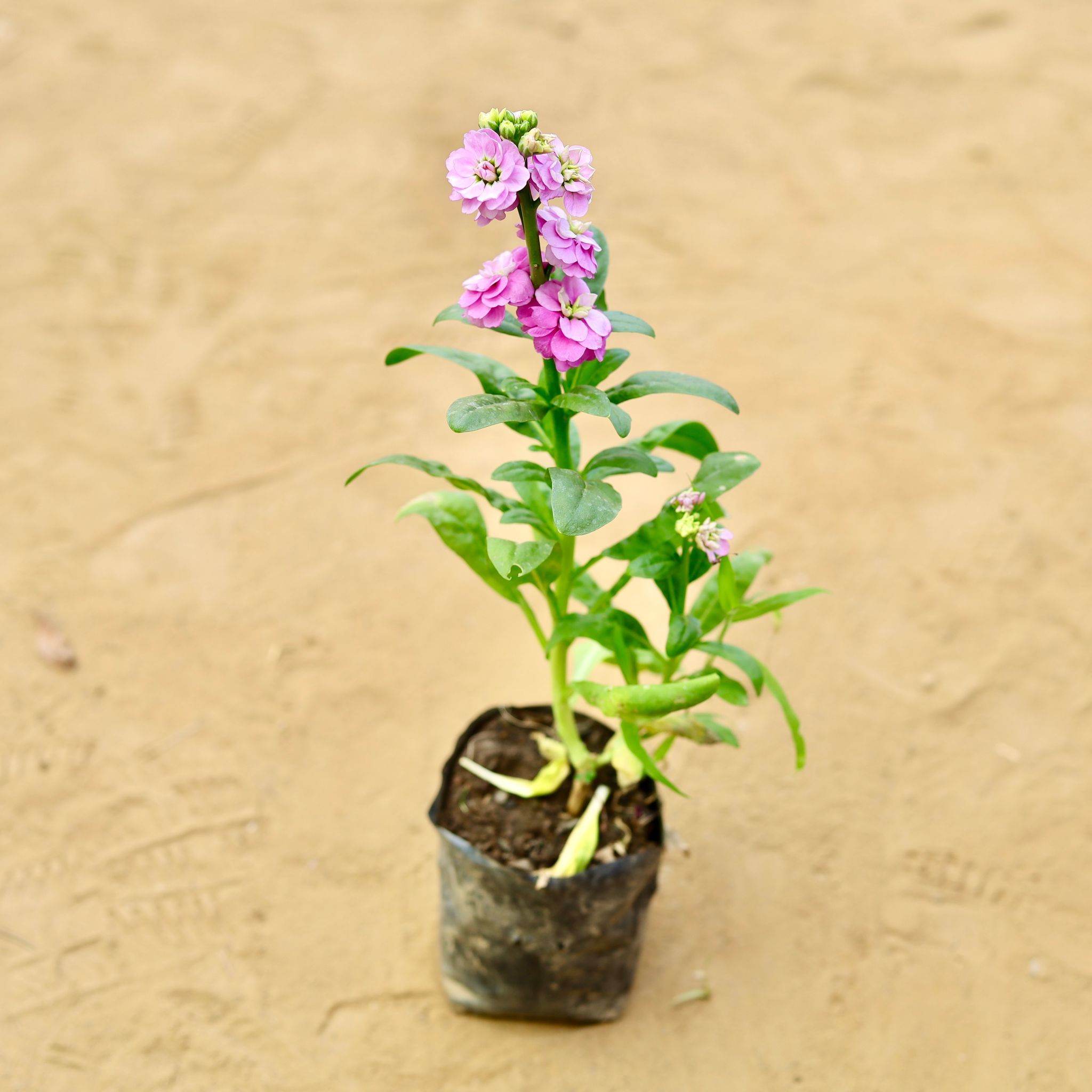 Stock (any colour) in 3 Inch Nursery Bag