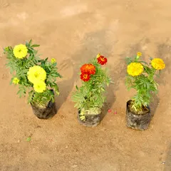Set of 3 - Marigold / Genda (Yellow, Orange & Red) in 3 Inch Nursery Bag