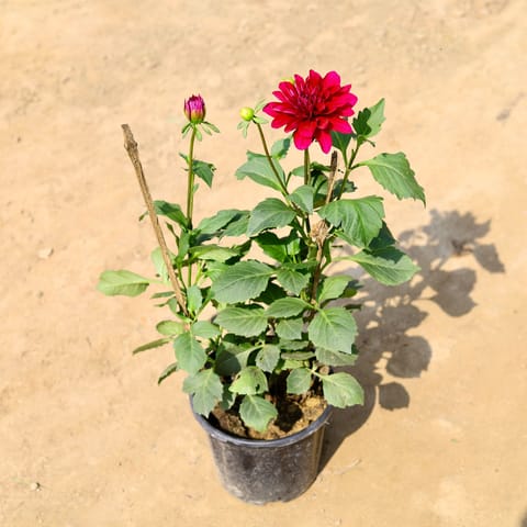 Dahlia (any colour) in 8 Inch Nursery Pot