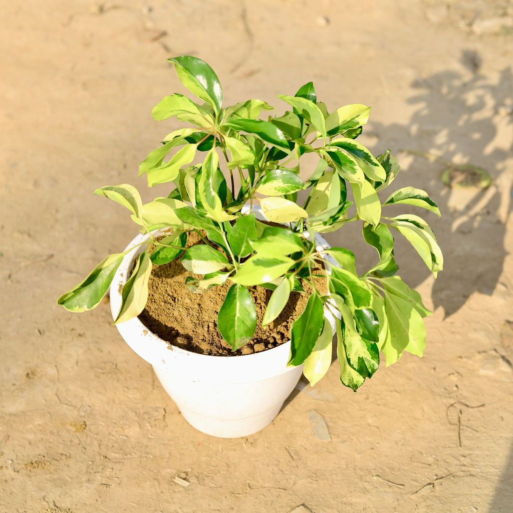 Aglaonema Snow White in 8 Inch Classy White Plastic Pot