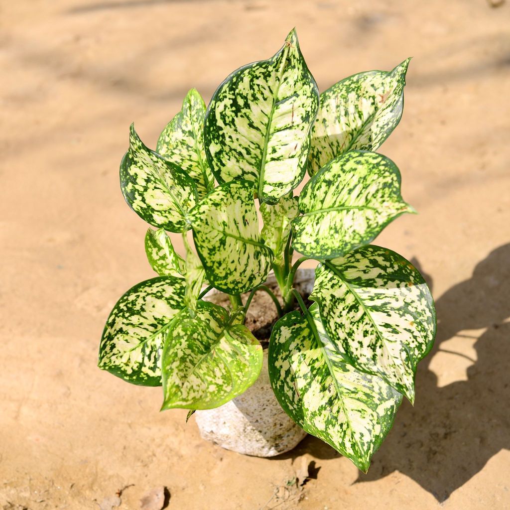 Buy Aglaonema Snow White in 6 Inch Nursery Bag Online | Urvann.com Aglaonema Snow White in 6 Inch Nursery Bag