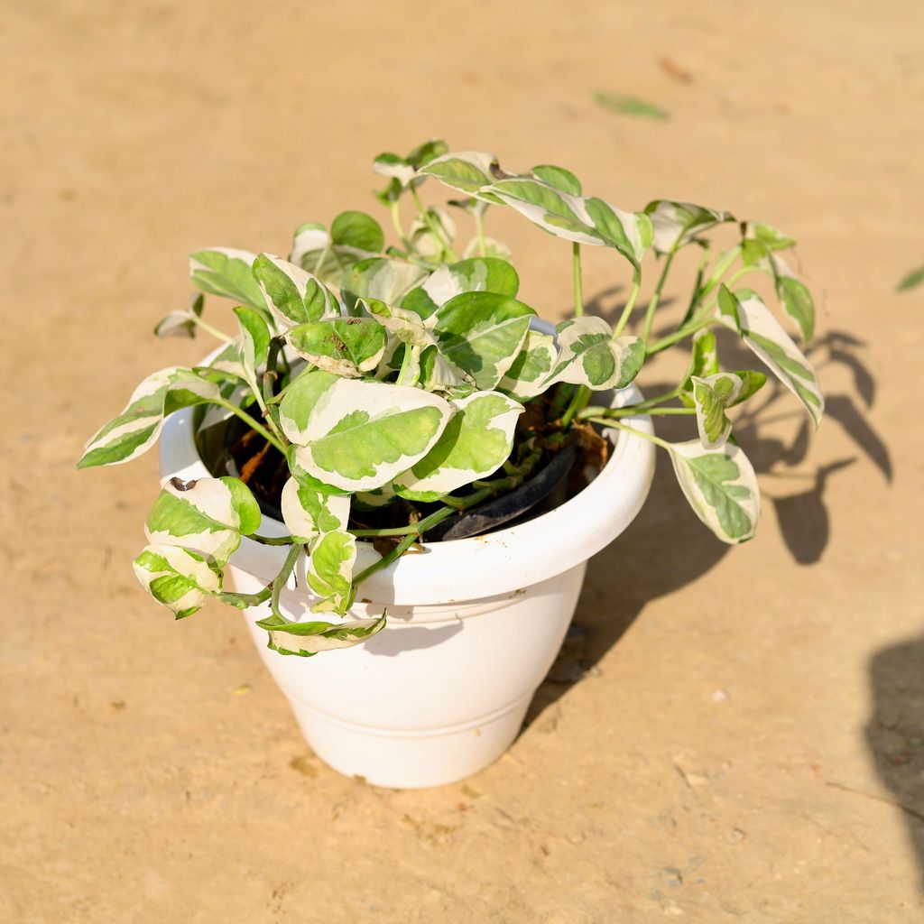 Marble Money Plant in 8 Inch Classy White Plastic Pot