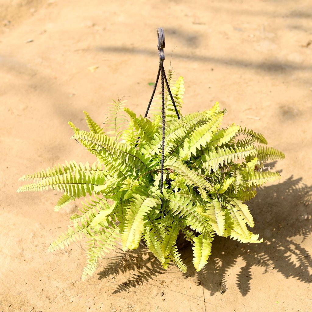 Buy Fern Golden in 6 Inch Black Hanging Basket Online | Urvann.com Fern Golden in 6 Inch Black Hanging Basket