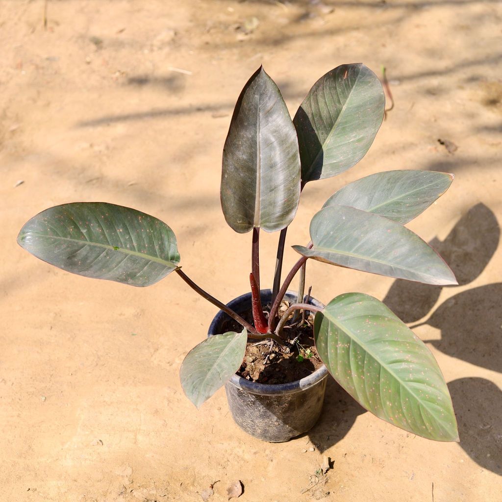 Buy Philodendron Black in 8 Inch Nursery Pot Online | Urvann.com Philodendron Black in 8 Inch Nursery Pot
