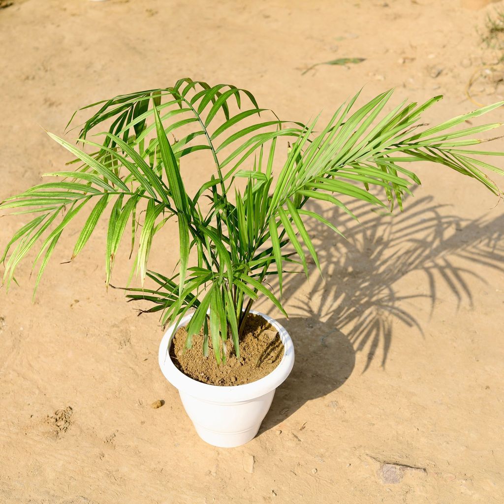 Buy Ravenea Palm in 8 Inch Classy White Plastic Pot Online | Urvann.com Ravenea Palm in 8 Inch Classy White Plastic Pot