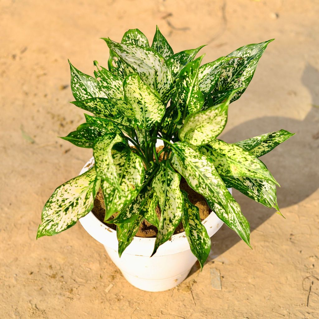 Buy Aglaonema Snow White in 8 Inch Classy White Plastic Pot Online | Urvann.com Aglaonema Snow White in 8 Inch Classy White Plastic Pot