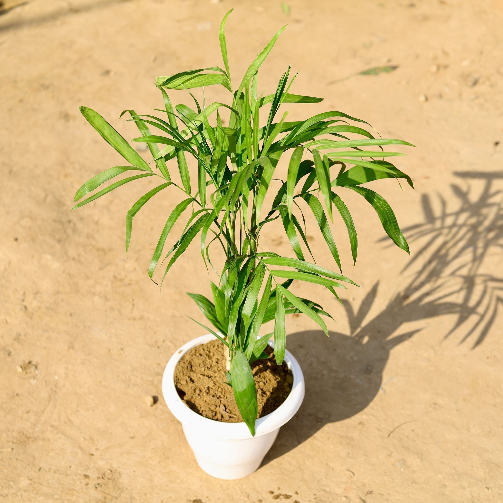 Chikotiya / Sepotia Palm in 8 Inch Classy White Plastic Pot