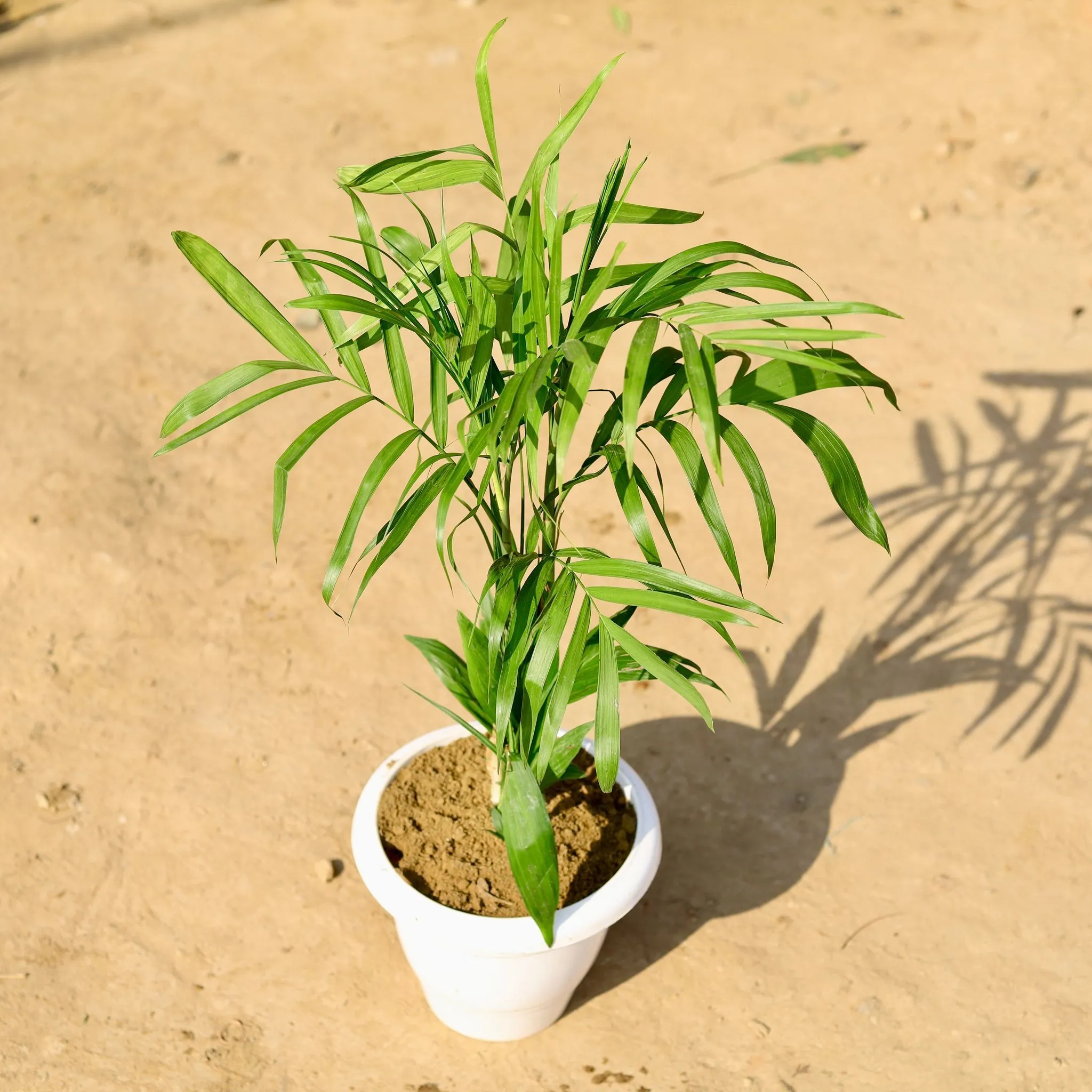 Chikotiya / Sepotia Palm in 8 Inch Classy White Plastic Pot