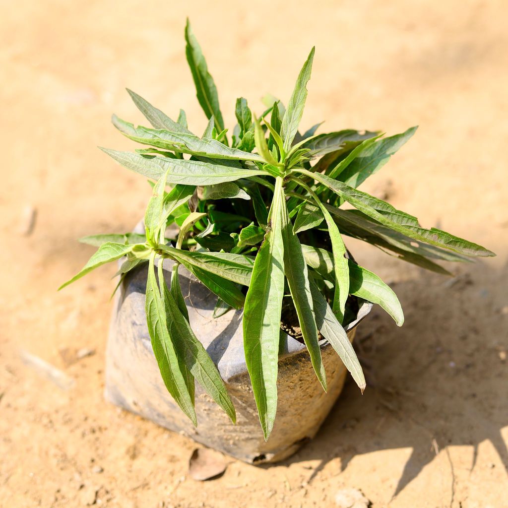 Buy Ruellia / Rohellia (any colour) in 5 Inch Nursery Bag Online | Urvann.com Ruellia / Ruellia (any colour) in 5 Inch Nursery Bag