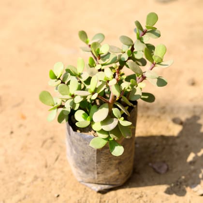 Buy Jade in 4 Inch Nursery Bag Online | Urvann.com