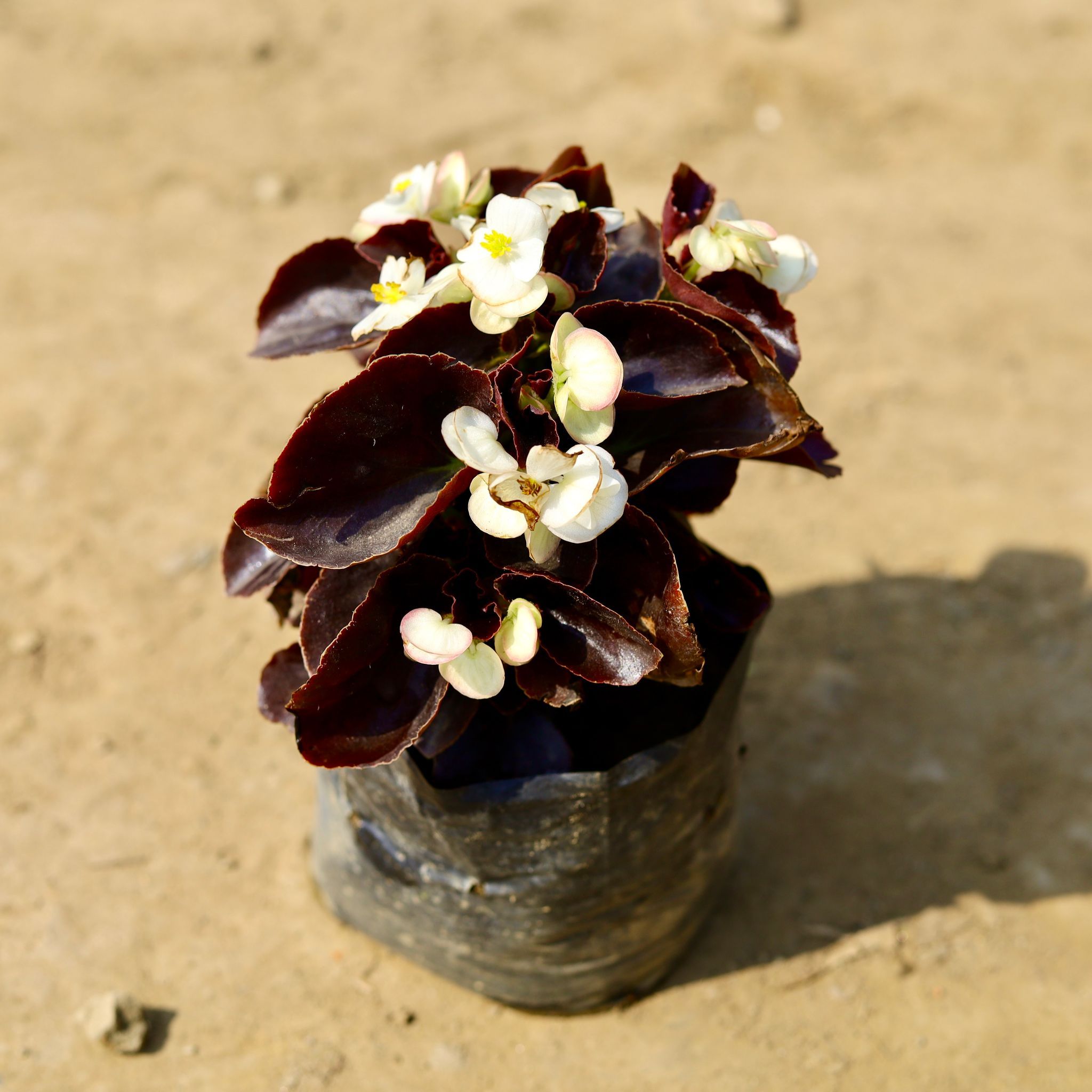 Begonia (any colour) in 4 Inch Nursery Bag