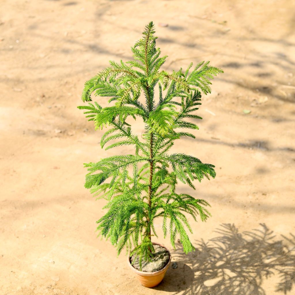 Araucaria / Christmas Tree (~ 2 Ft) in 4 Inch Clay Pot