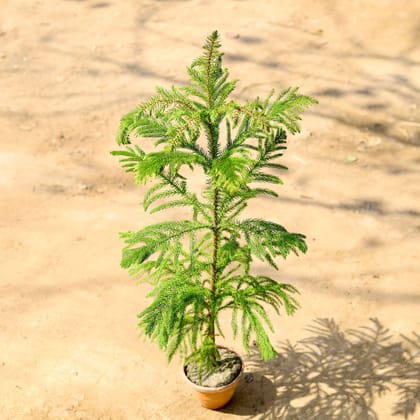 Buy Araucaria / Christmas Tree (~ 2 Ft) in 4 Inch Clay Pot Online | Urvann.com