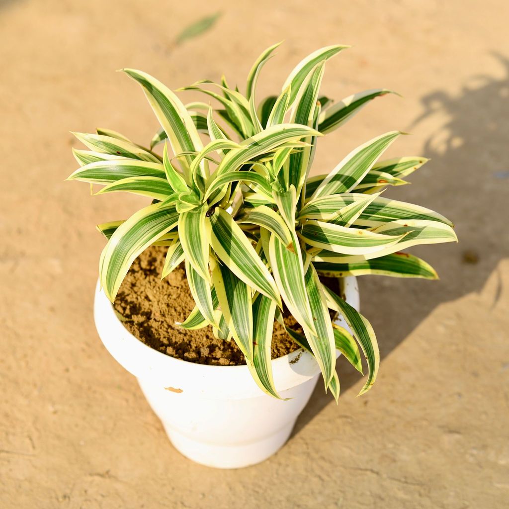 Song Of India in 8 Inch Classy White Plastic Pot