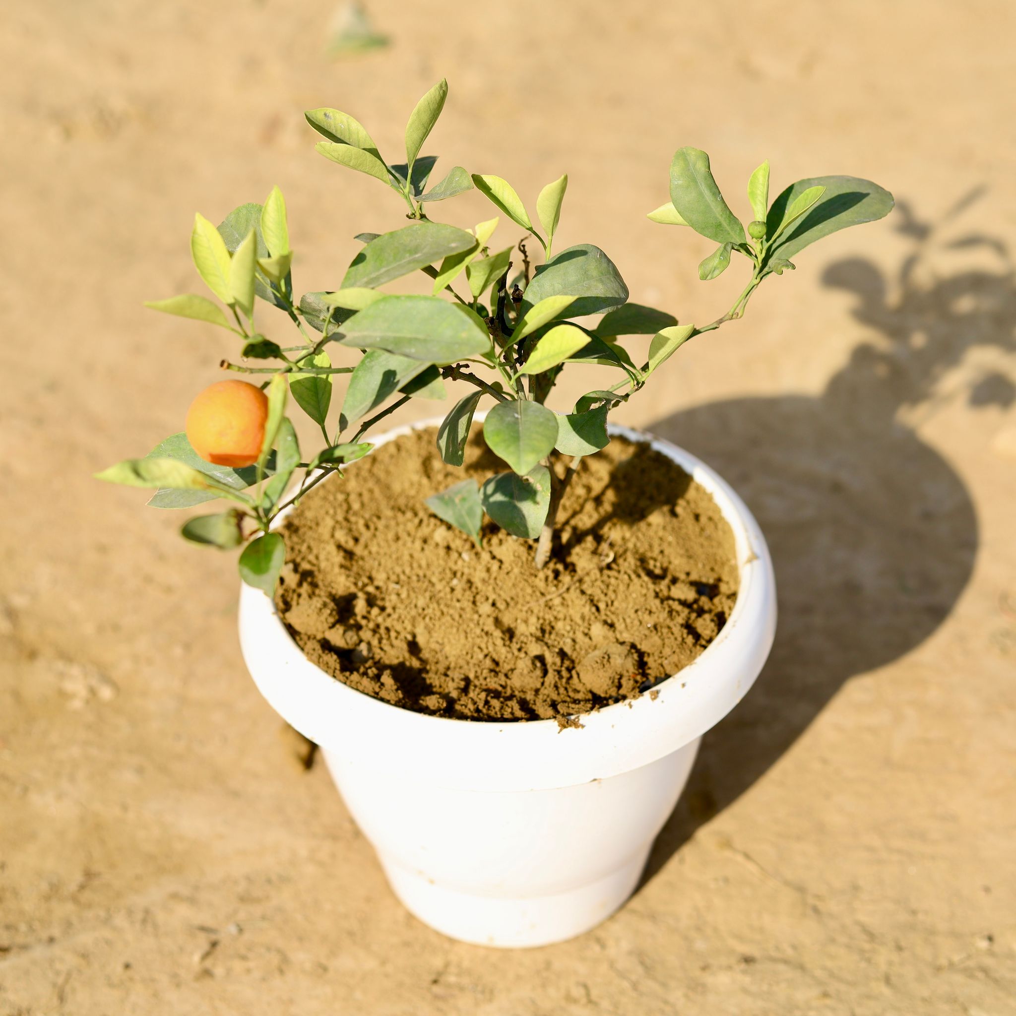 China Orange in 8 Inch Classy White Plastic Pot