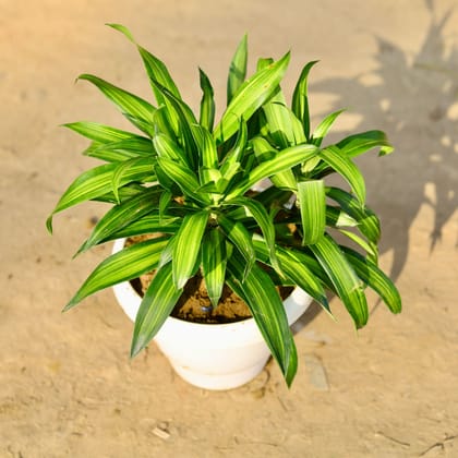 Buy Schefflera Brassia in 8 Inch Classy White Plastic Pot Online | Urvann.com