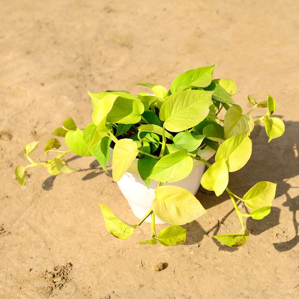 Golden Money Plant in 8 Inch Classy White Plastic Pot