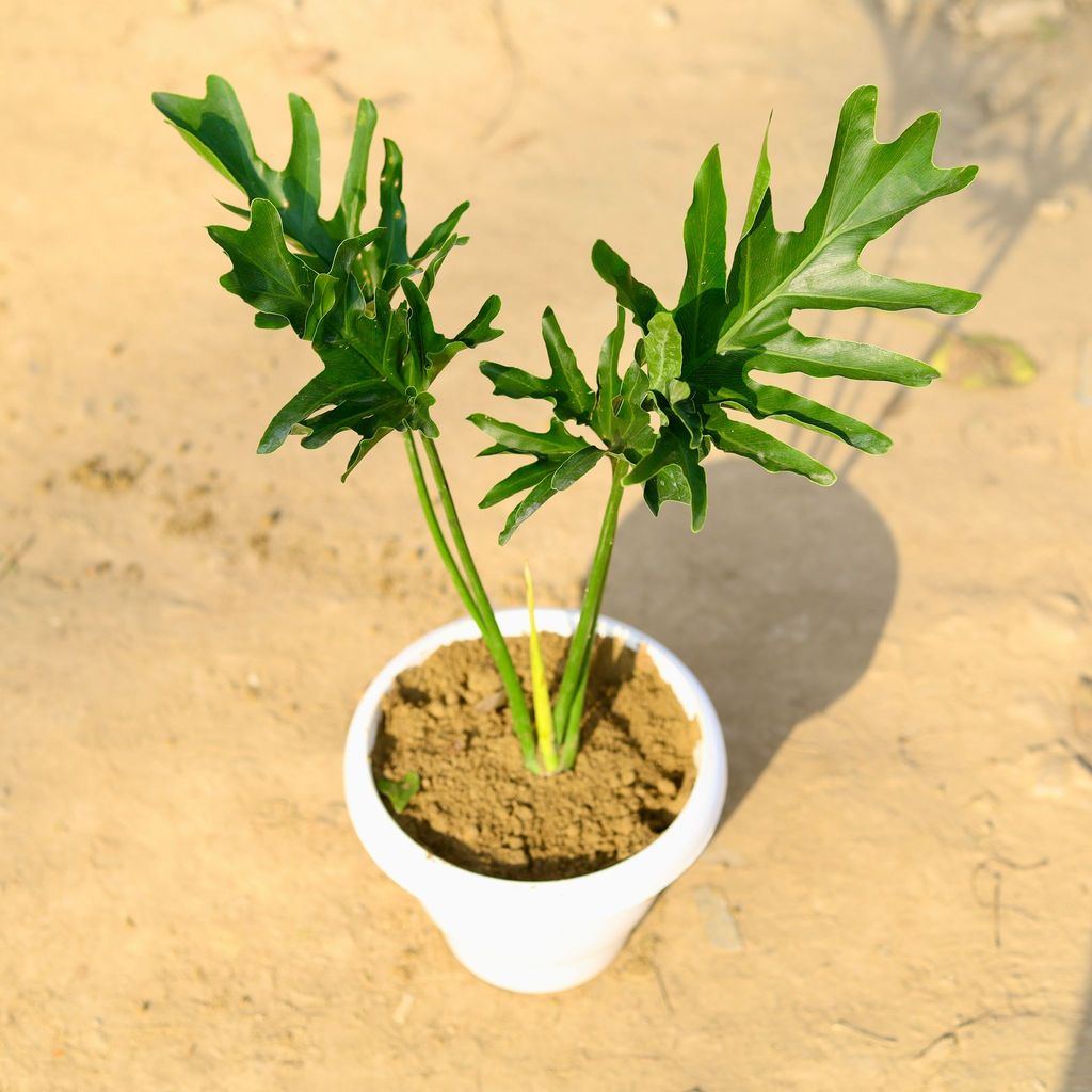 Philodendron Selloum in 8 Inch Classy White Plastic Pot