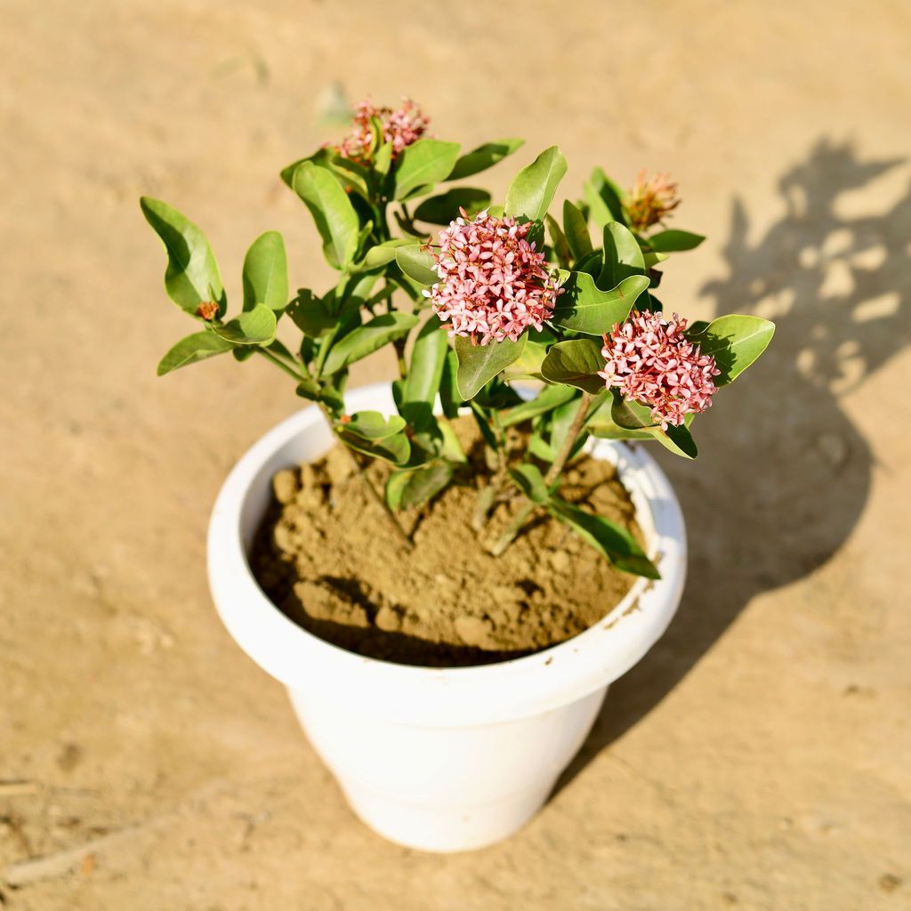 Ixora (any colour) in 8 Inch Classy White Plastic Pot