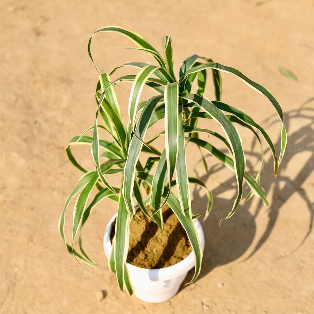 Buy Dracaena Jamaica in 8 Inch Classy White Plastic Pot Online | Urvann.com Dracaena Jamaica in 8 Inch Classy White Plastic Pot