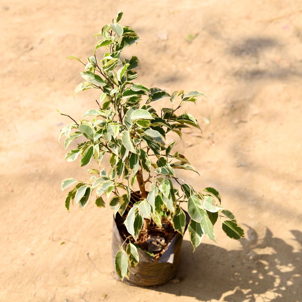 Buy Ficus Starlight in 7 Inch Nursery Bag Online | Urvann.com Ficus Starlight in 7 Inch Nursery Bag