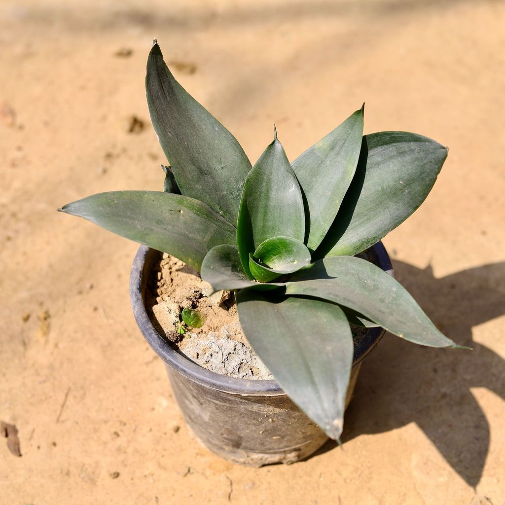 Snake Dwarf Black in 6 Inch Nursery Pot