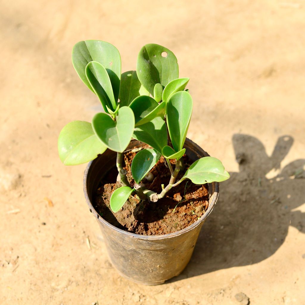 Buy Peperomia Baby Rubber in 6 Inch Nursery Pot Online | Urvann.com Peperomia Baby Rubber in 6 Inch Nursery Pot