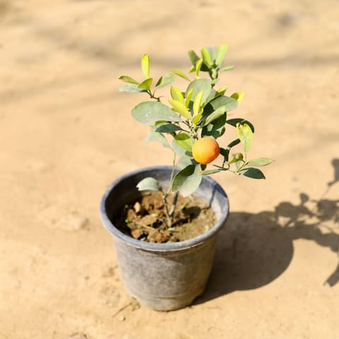 China Orange in 6 Inch Nursery Pot