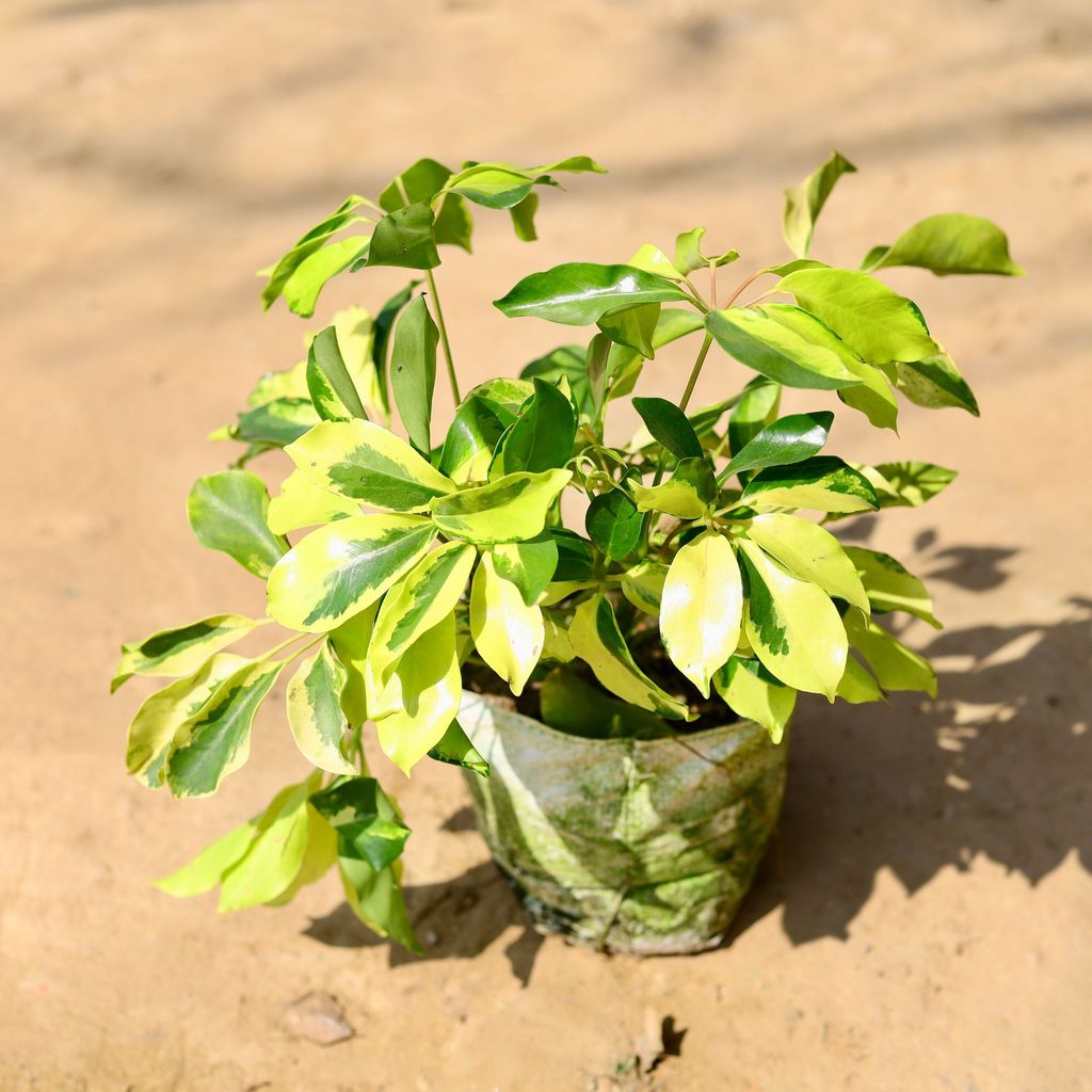 Buy Schefflera Brassia in 7 Inch Nursery Bag Online | Urvann.com Schefflera Brassia in 7 Inch Nursery Bag